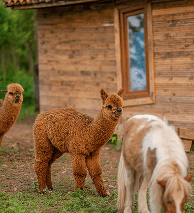 Alya Country Villa 4